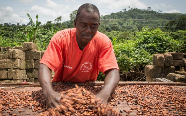 cocoa pods, farm fields, mobile technology, disease detection devices