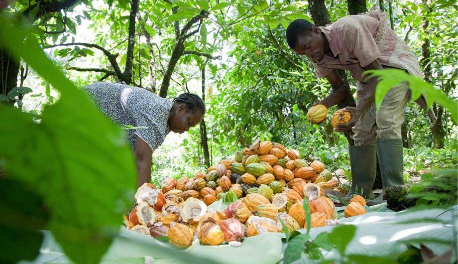cocoa pods images in field