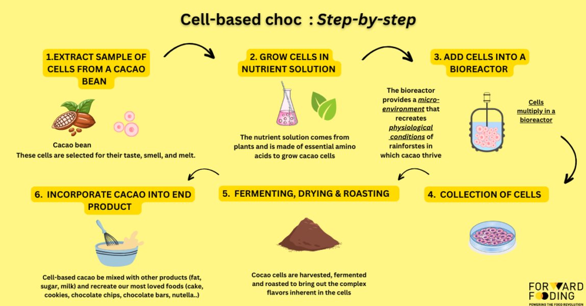 Cocoa beans at different stages of processing