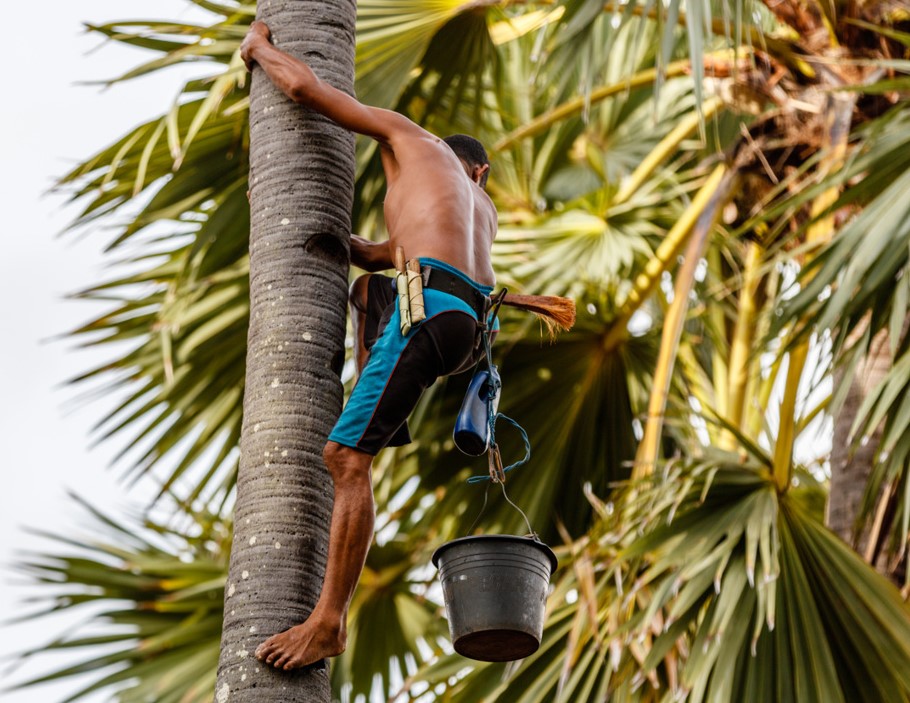coconut sugar production