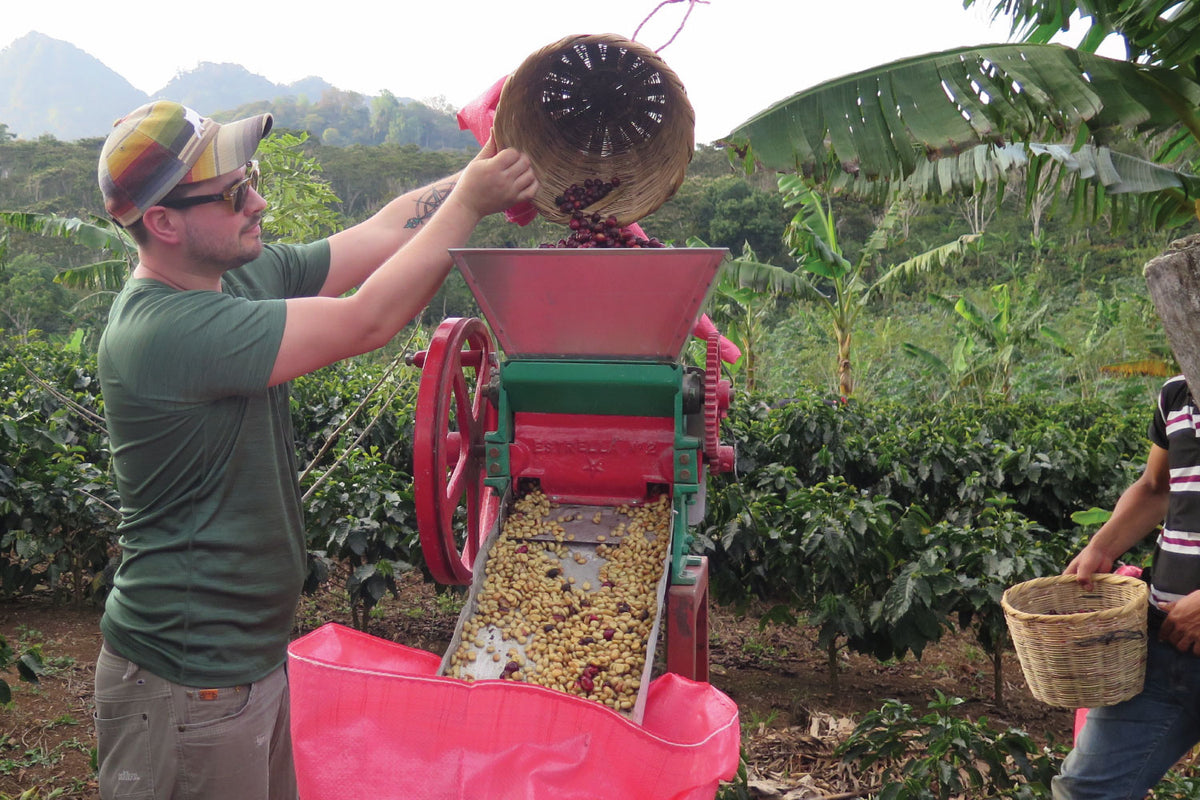 coffee beans processing farm