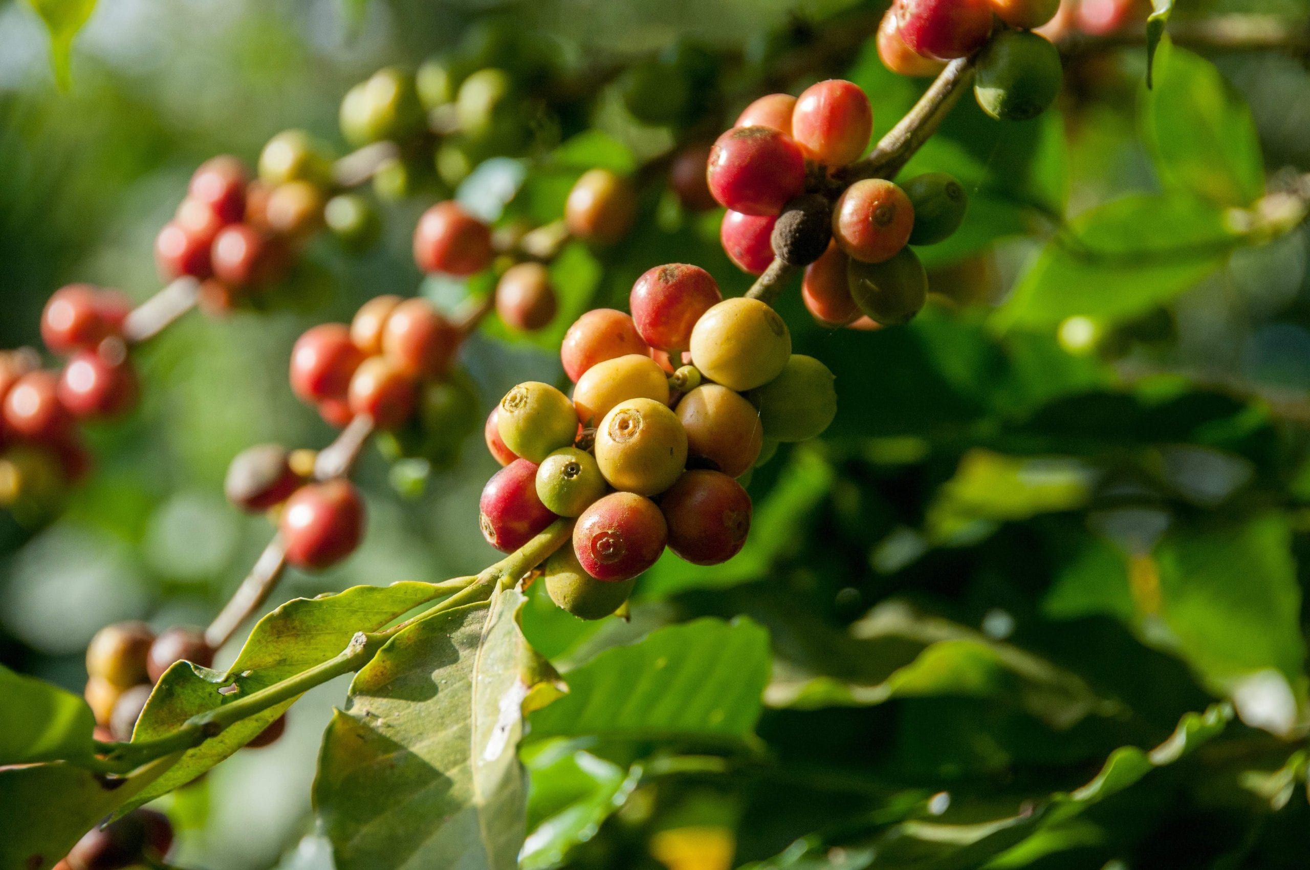 coffee beans and coffee plants