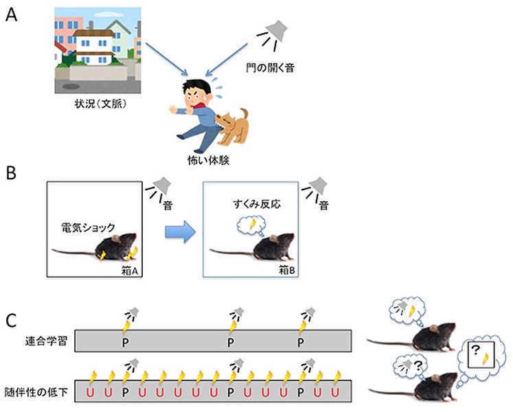 連合学習に関わる脳部位を示す模式図