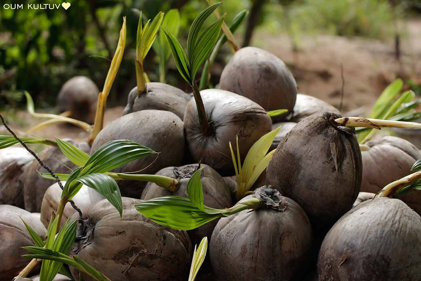 coconut farm scene