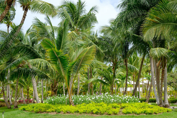 tropical coconut farms and palm trees landscape