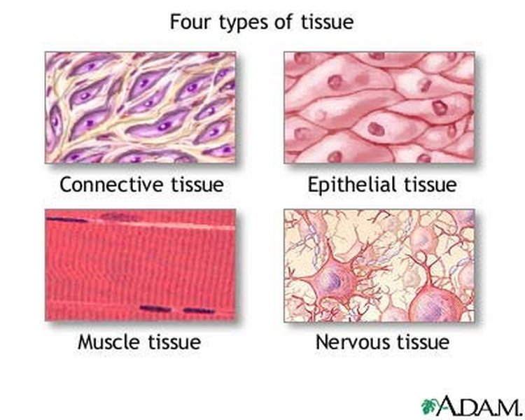 human tissue structure