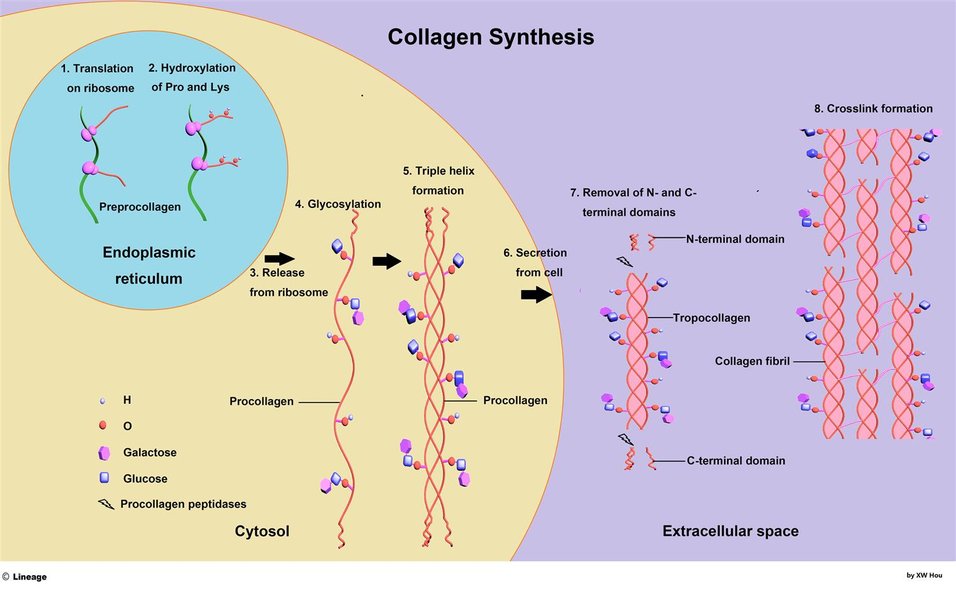 cellular process collagen structure
