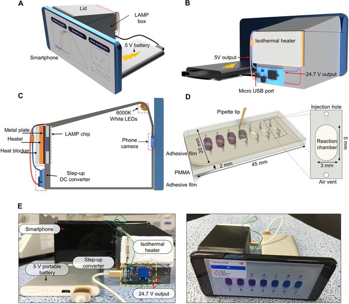 Smartphone-based quantification of colorimetric LAMP assay