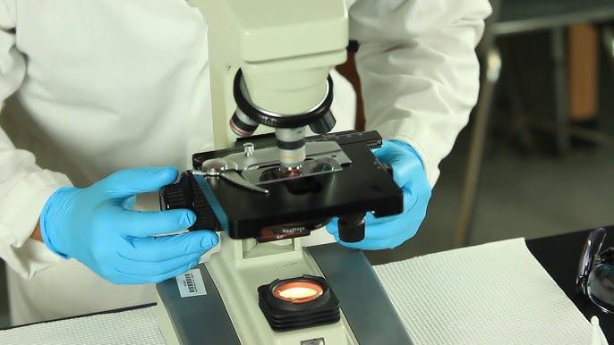 bacteria culture laboratory microscope