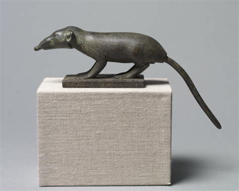 shrew like ancient mammal