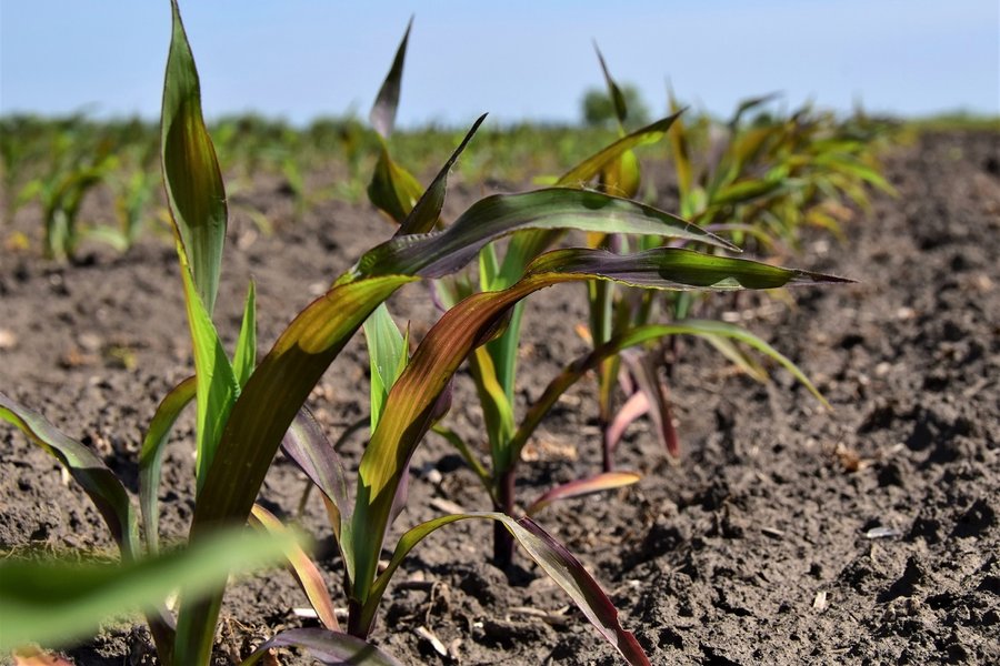 como-funciona-agrofosmin-tecnicamente-ohjbjpkf