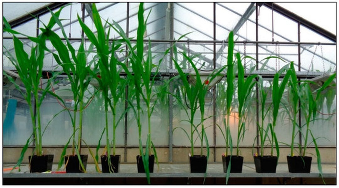 Effet biostimulant sur racines