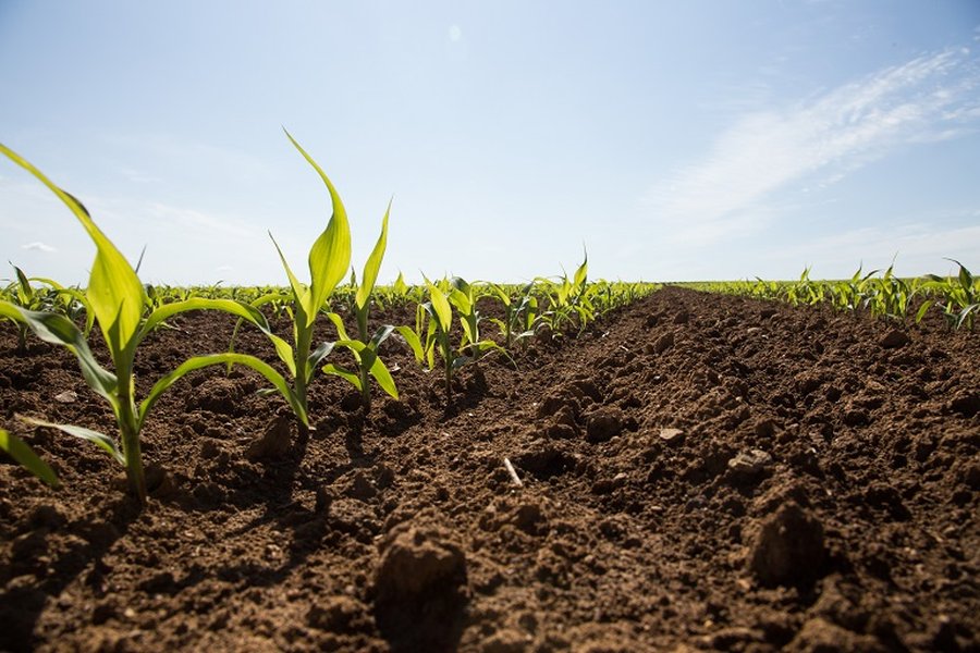 comparaison-fertilisation-mais-casamance-ec9e2pec