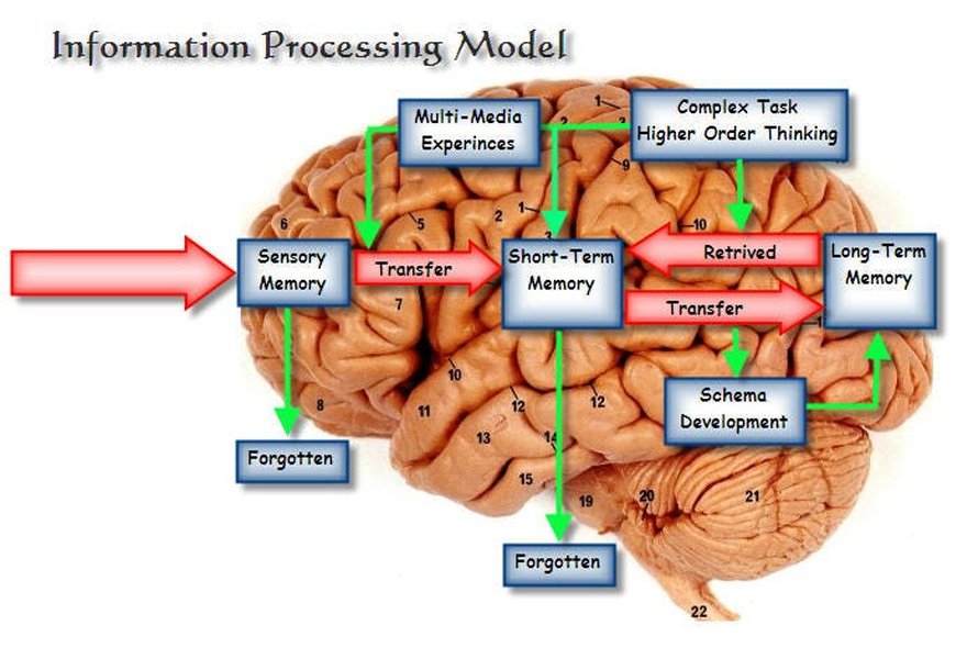Ithy - The Neural Architecture of Learning: Comparing Cognitive ...