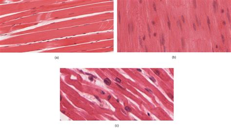 muscle tissue analysis