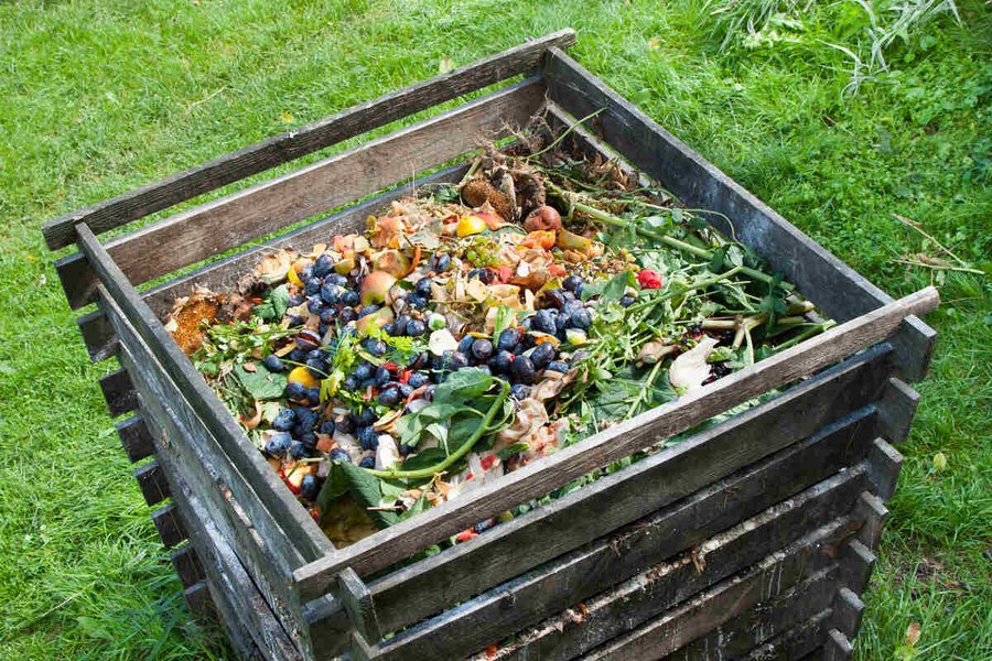 composting-vermicomposting-guide-and-tips-8y9yjxpk