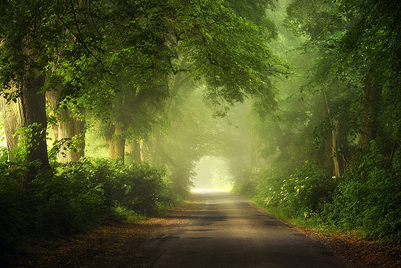 scenic view of forest path
