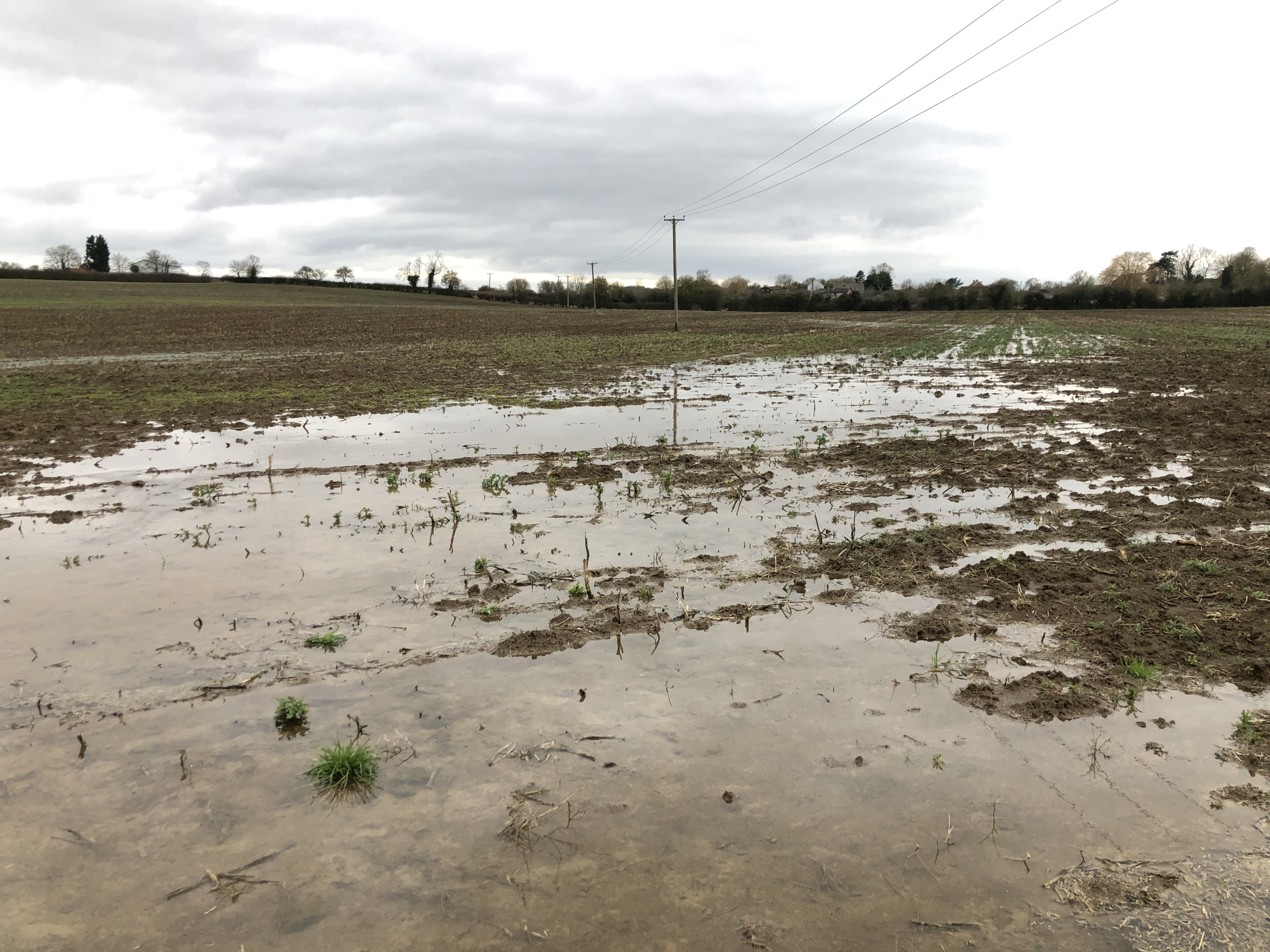 waterlogged soil and radish fields