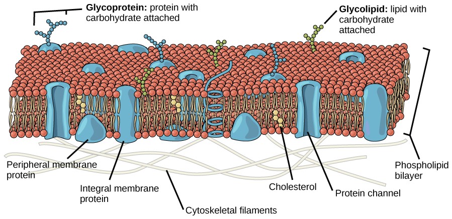 cell membrane transport proteins
