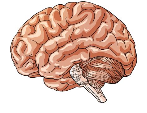 human brain illustration