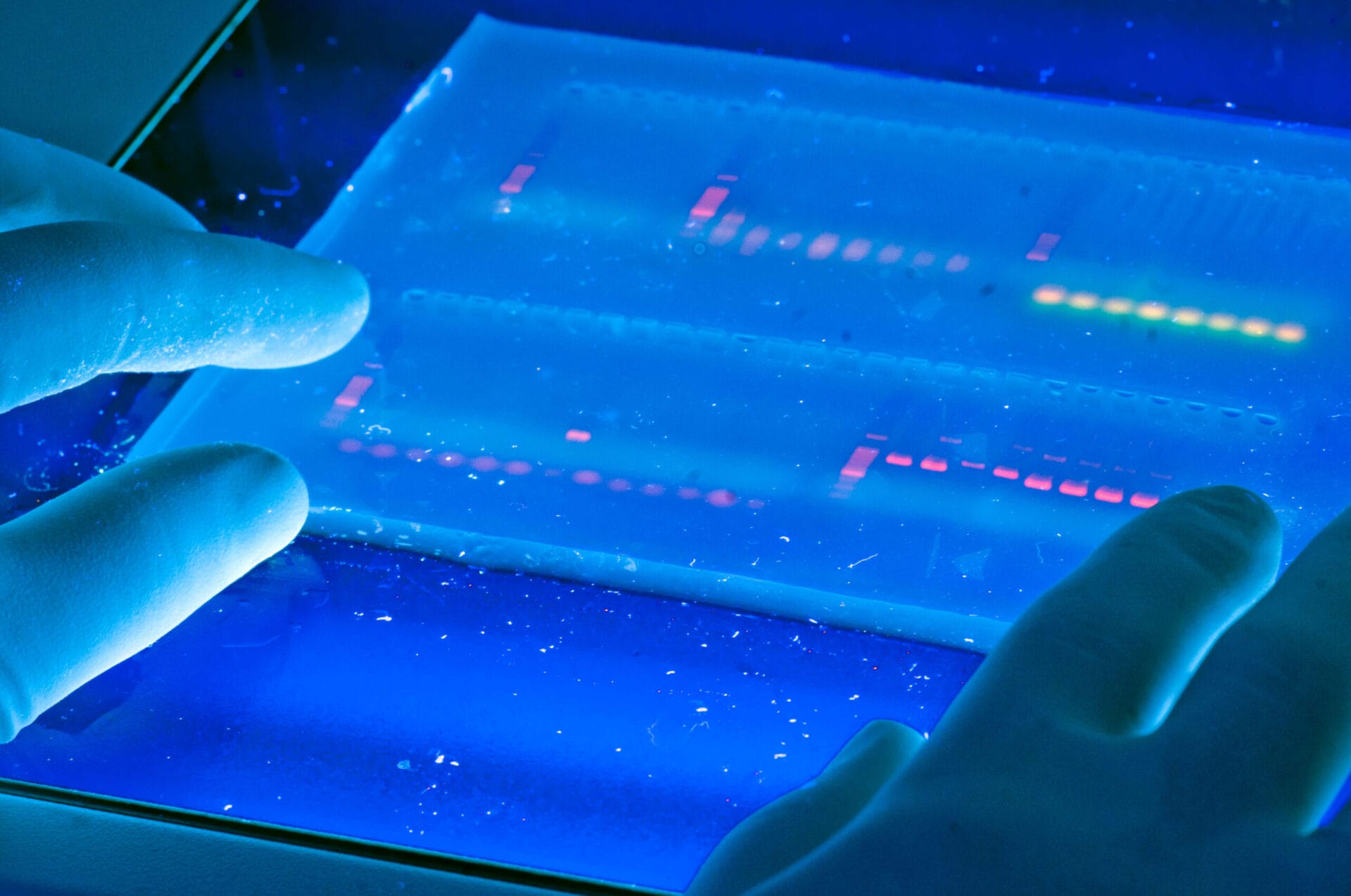 laboratory gel electrophoresis