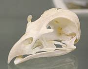 Category:Milvus milvus (museum specimens) - Wikimedia Commons