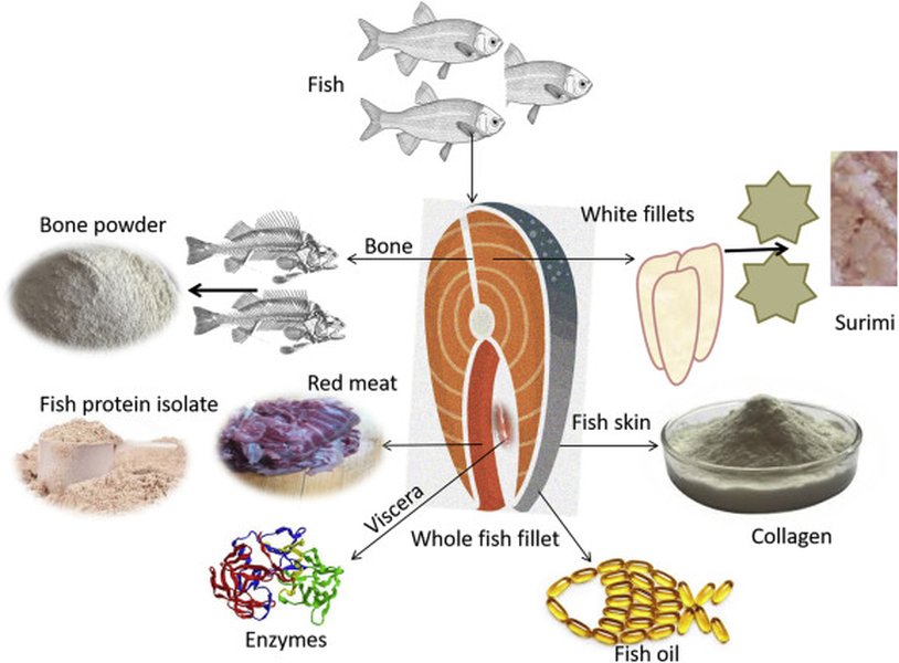 comprehensive-guide-to-fish-byproducts-oo5r4a61