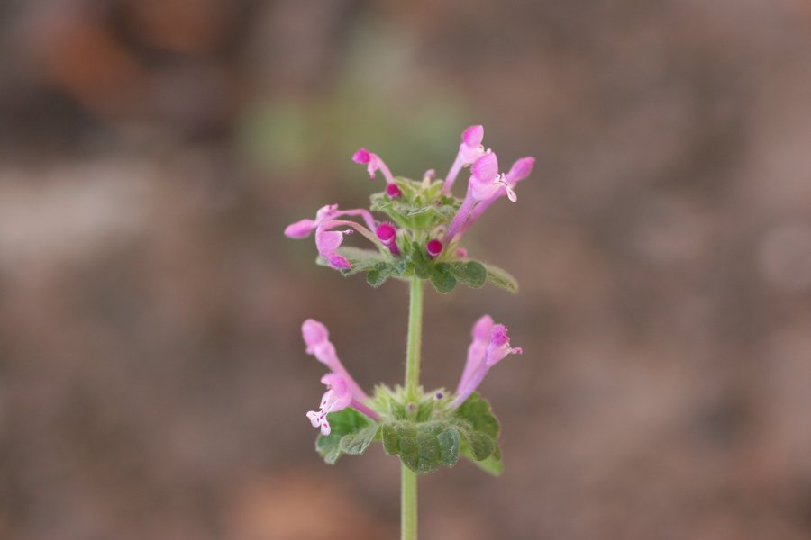 comprehensive-guide-to-henbit-plant-dx8h3c7k