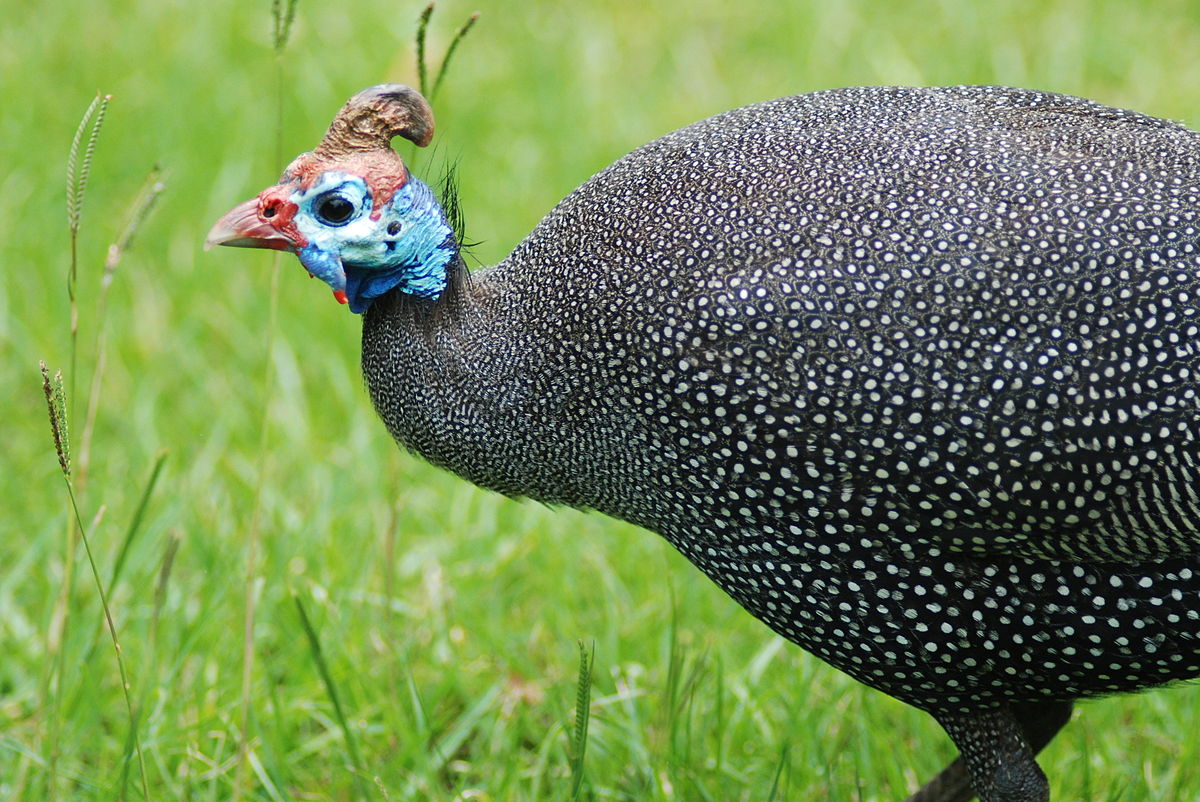 guinea fowl in grassland