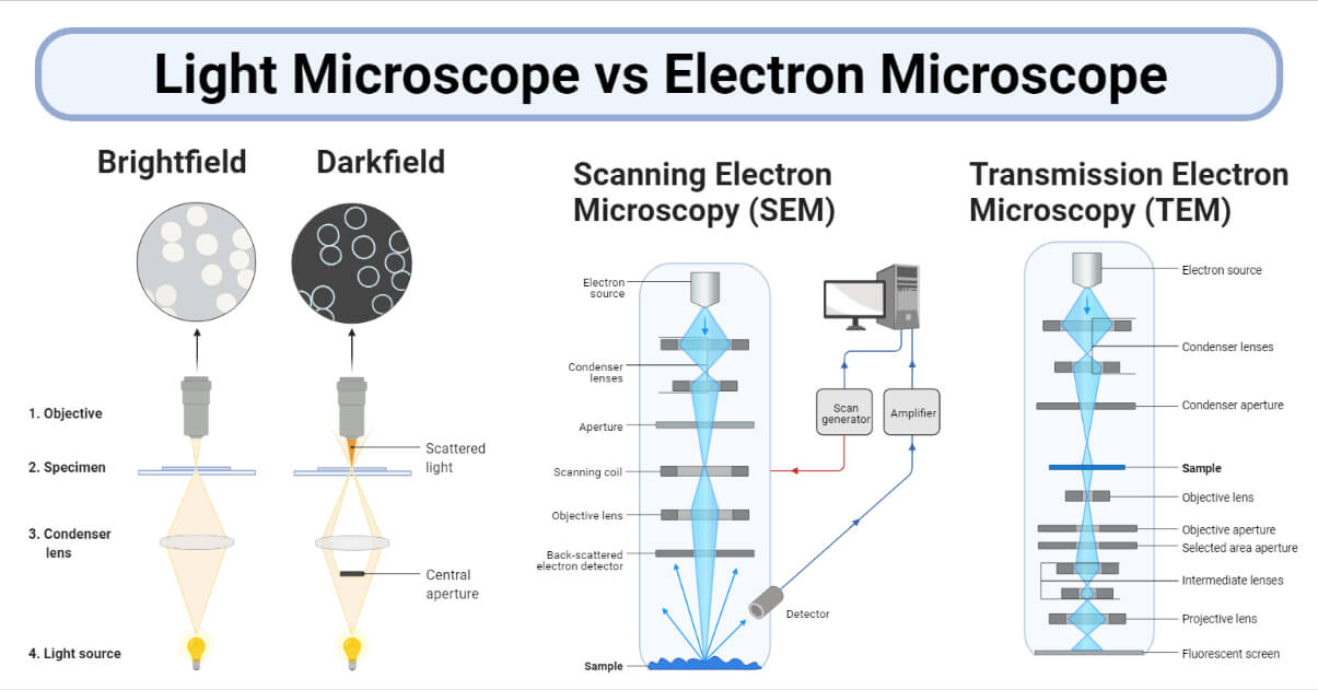 electron and light microscopes