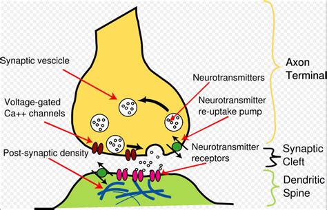 intricate brain synapses