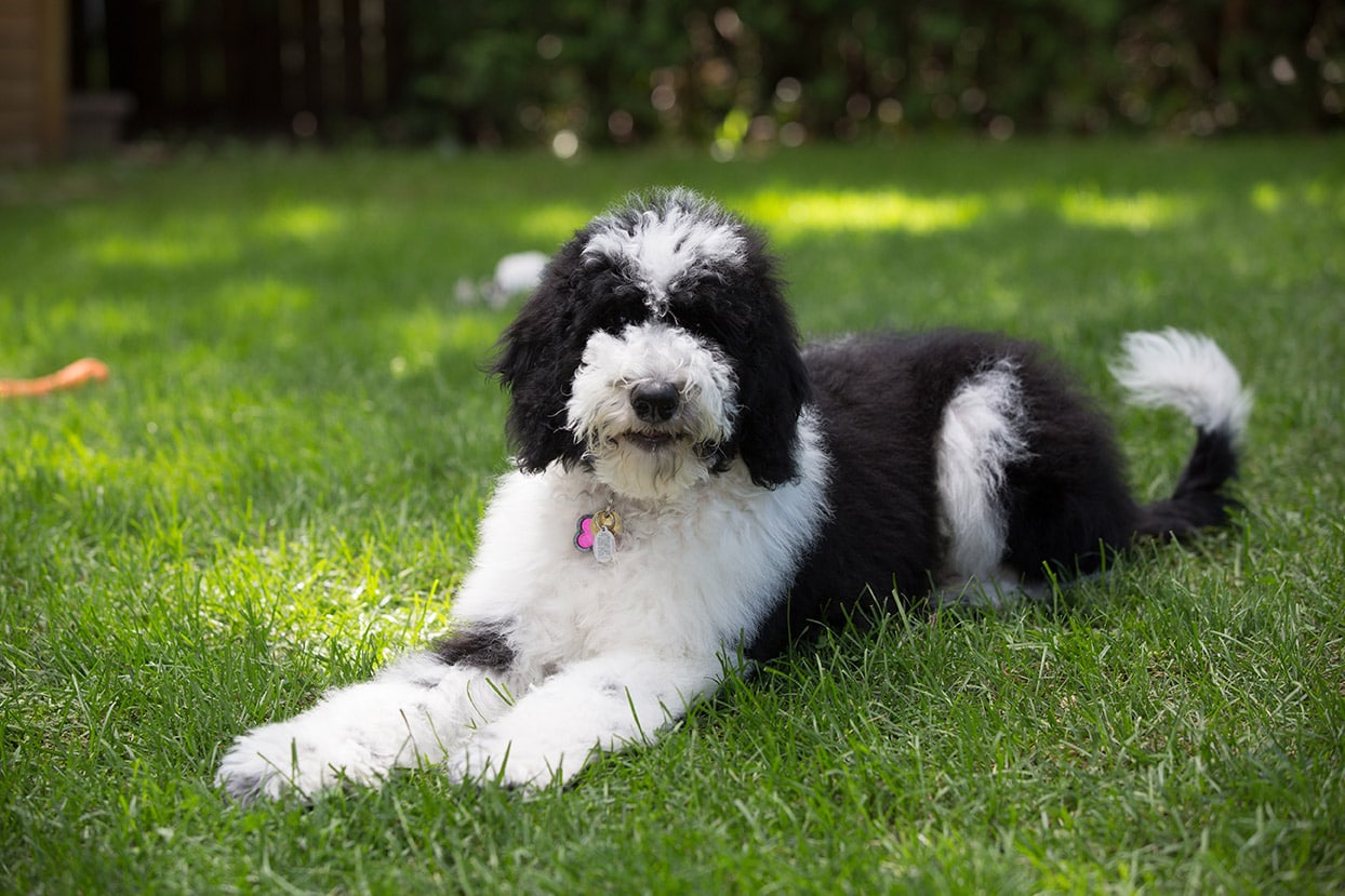 sheepadoodle dog outdoor