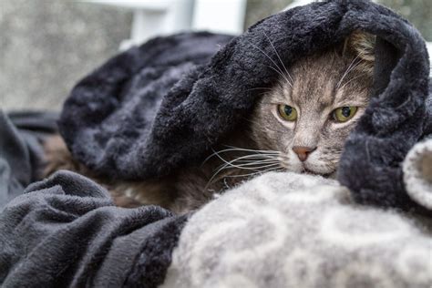cat searching outdoors