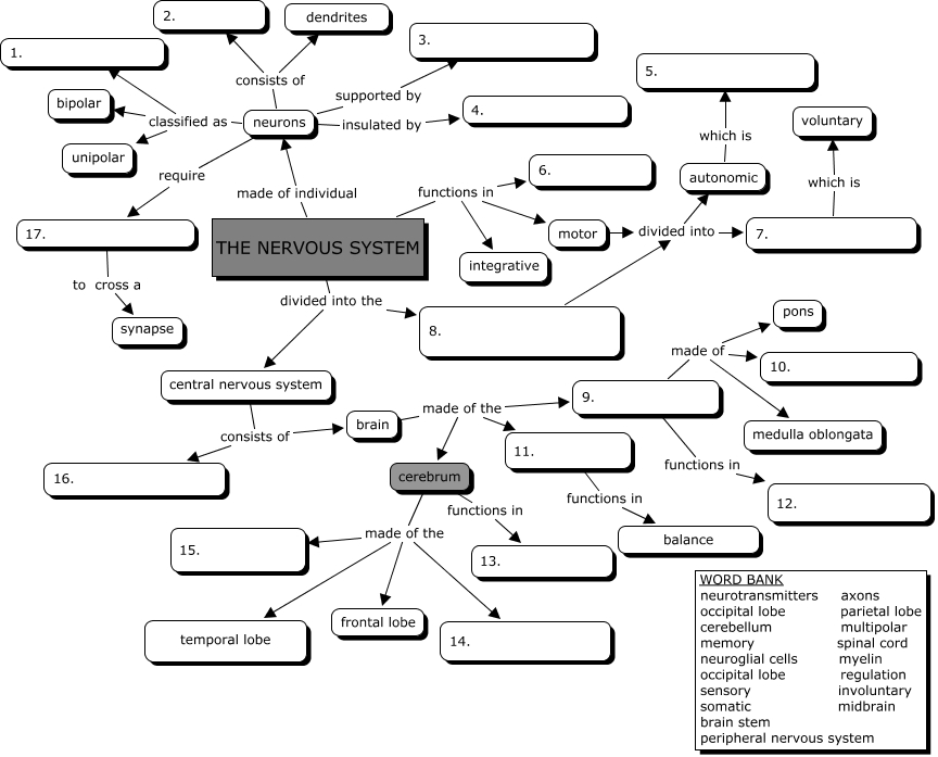 medical concept maps anatomy