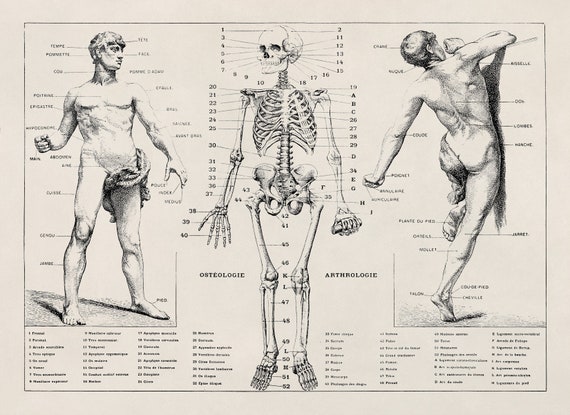 medical charts, anatomical diagrams