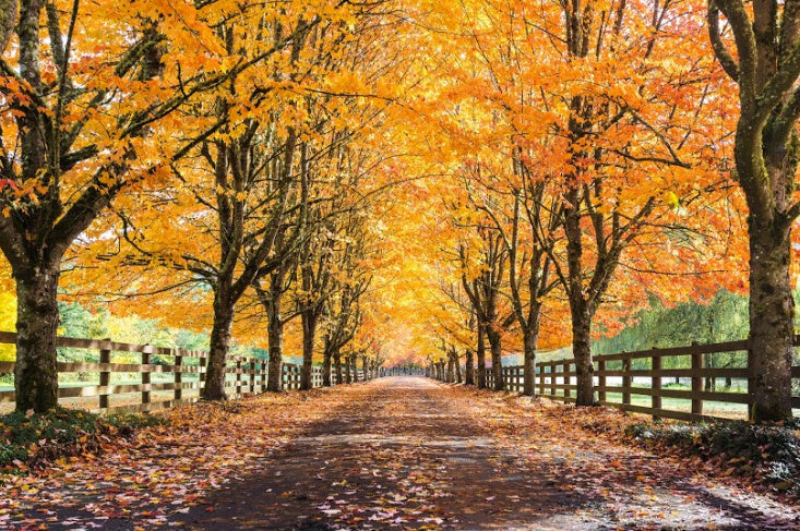 autumn trees with fallen leaves