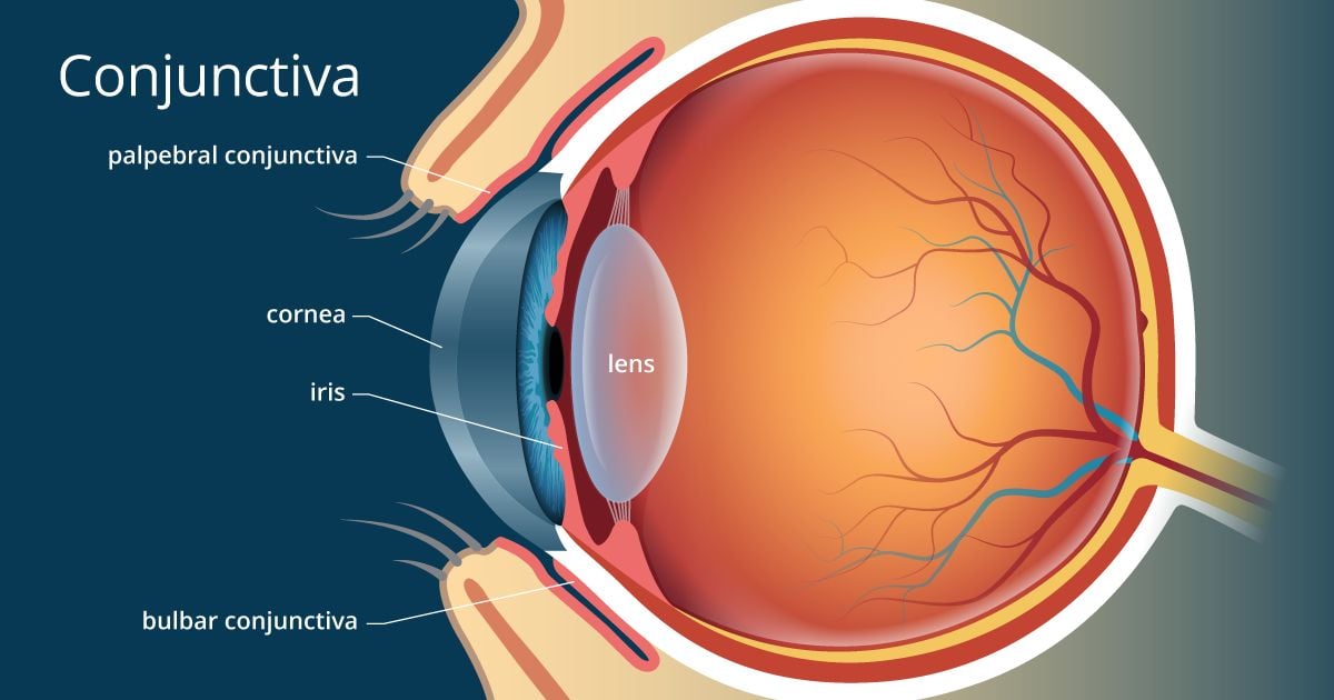 eye anatomy conjunctiva tissue