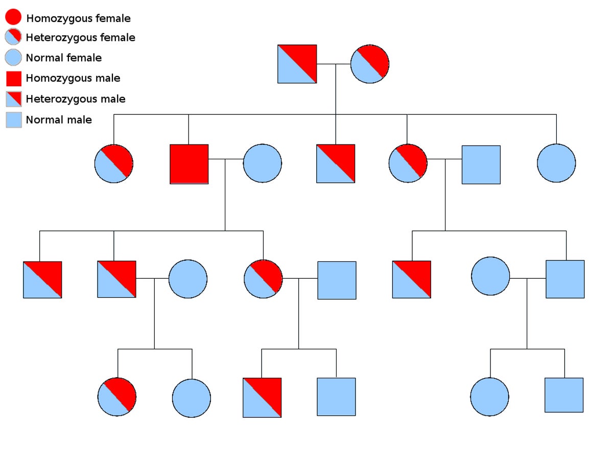 pregnant women health pedigree