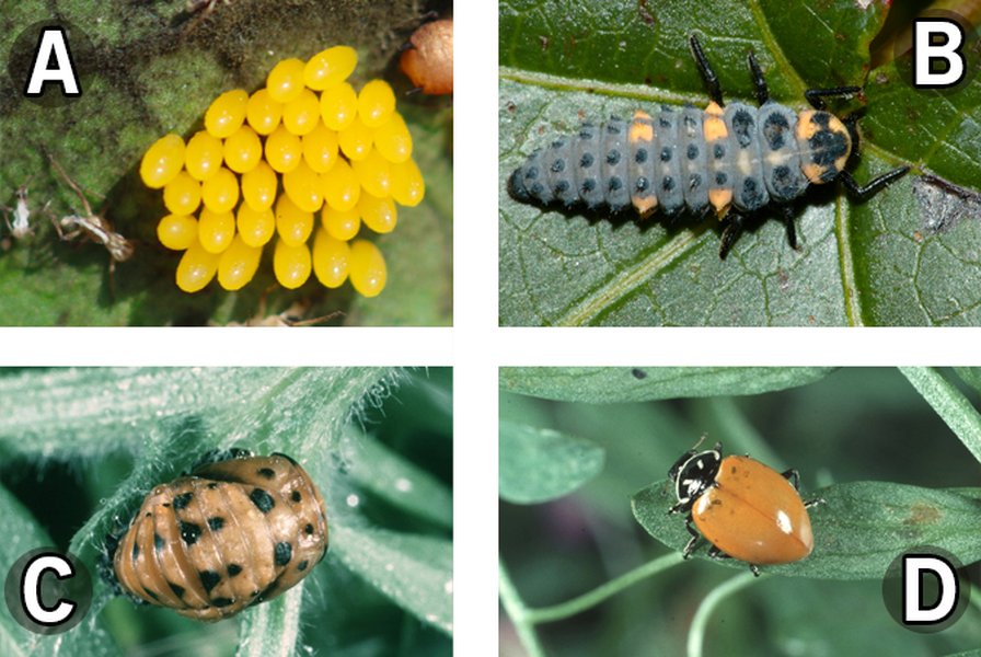 Life cycle of a lady beetle (Coccinellidae), a common predatory natural enemy.