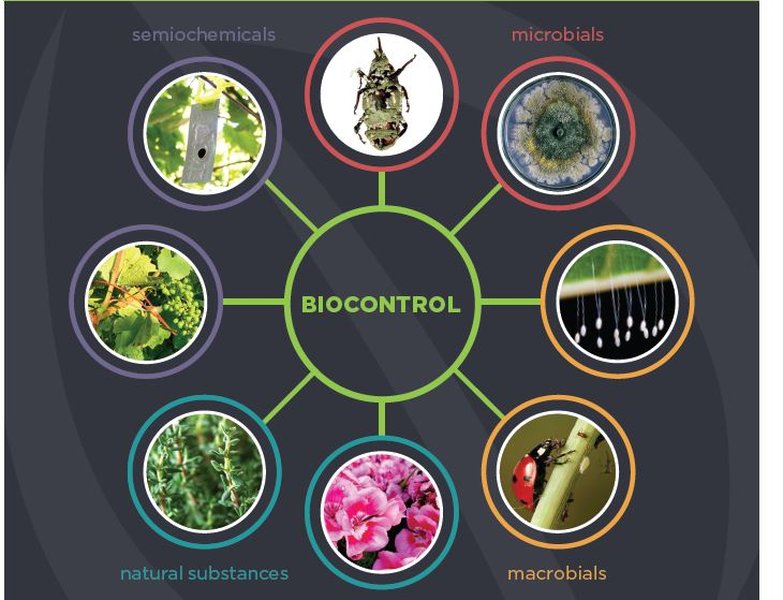 Ithy - Unveiling Nature's Guardians: Mastering Conservation Biological ...