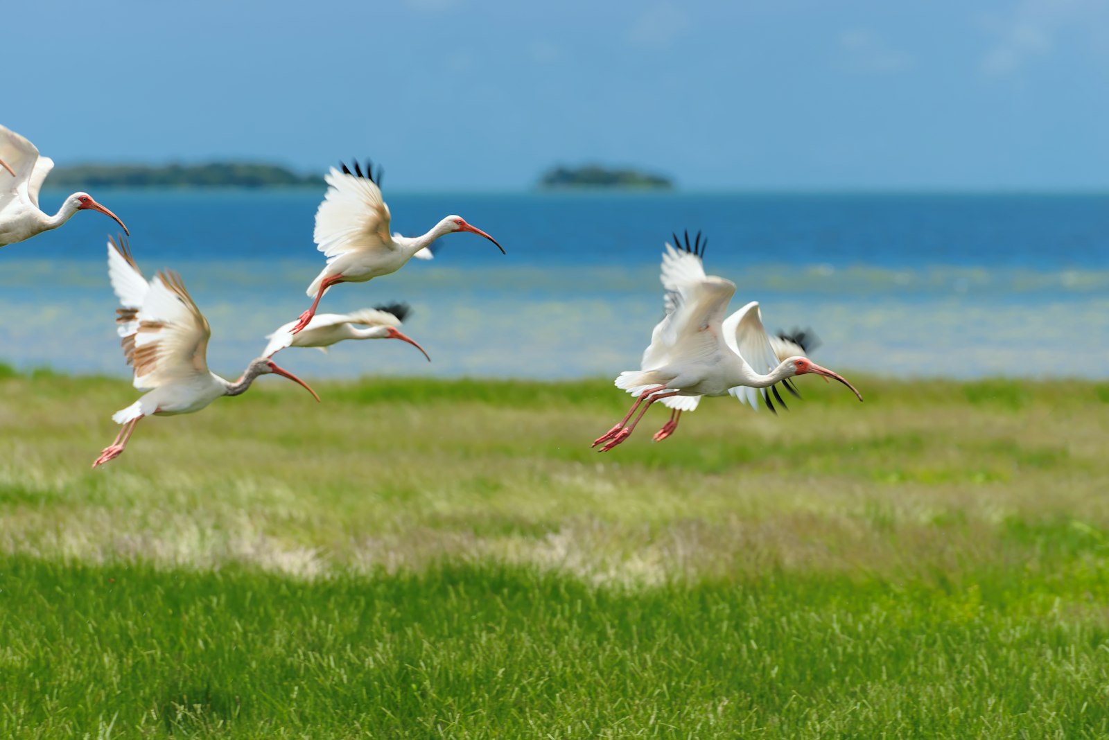 wildlife conservation landscape