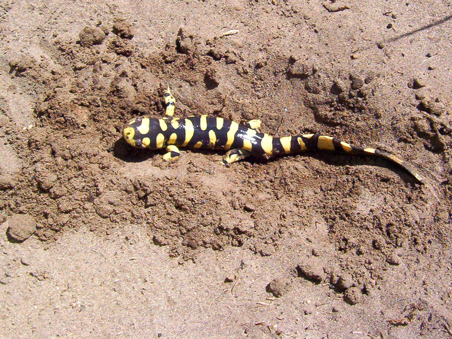 desert dunes tiger