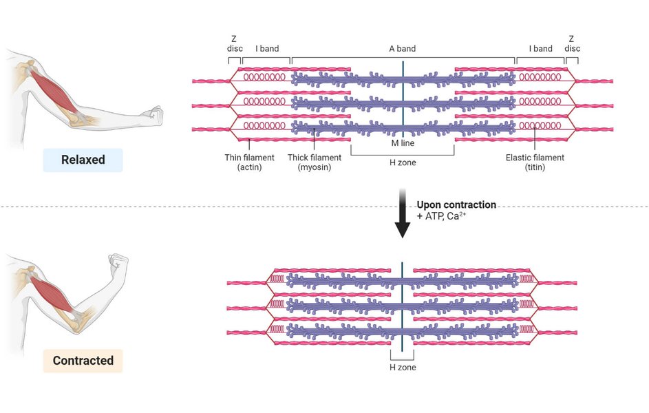 contraction-musculaire-complete-k9v1779l