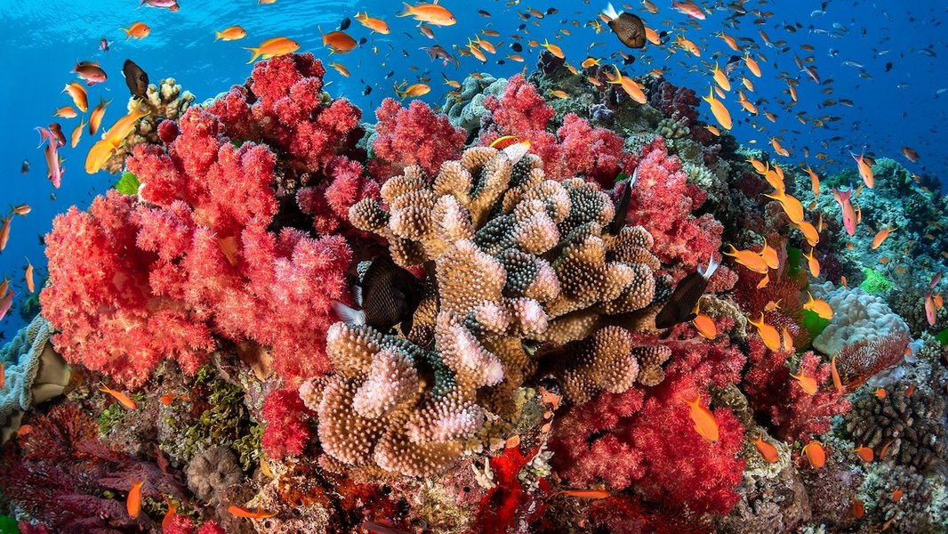 coral-reef-conservation-biotechnology-elamf2m0
