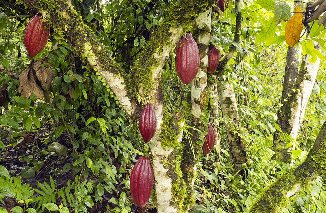 tropical fruit, colorful cocoa, natural scenery