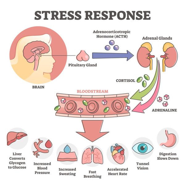 cortisol-adrenaline-stress-hormone-differences-dn8f5h70