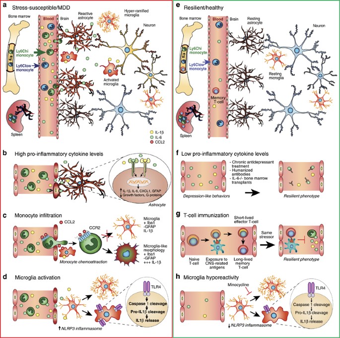 stress, cortex, immune system physical health