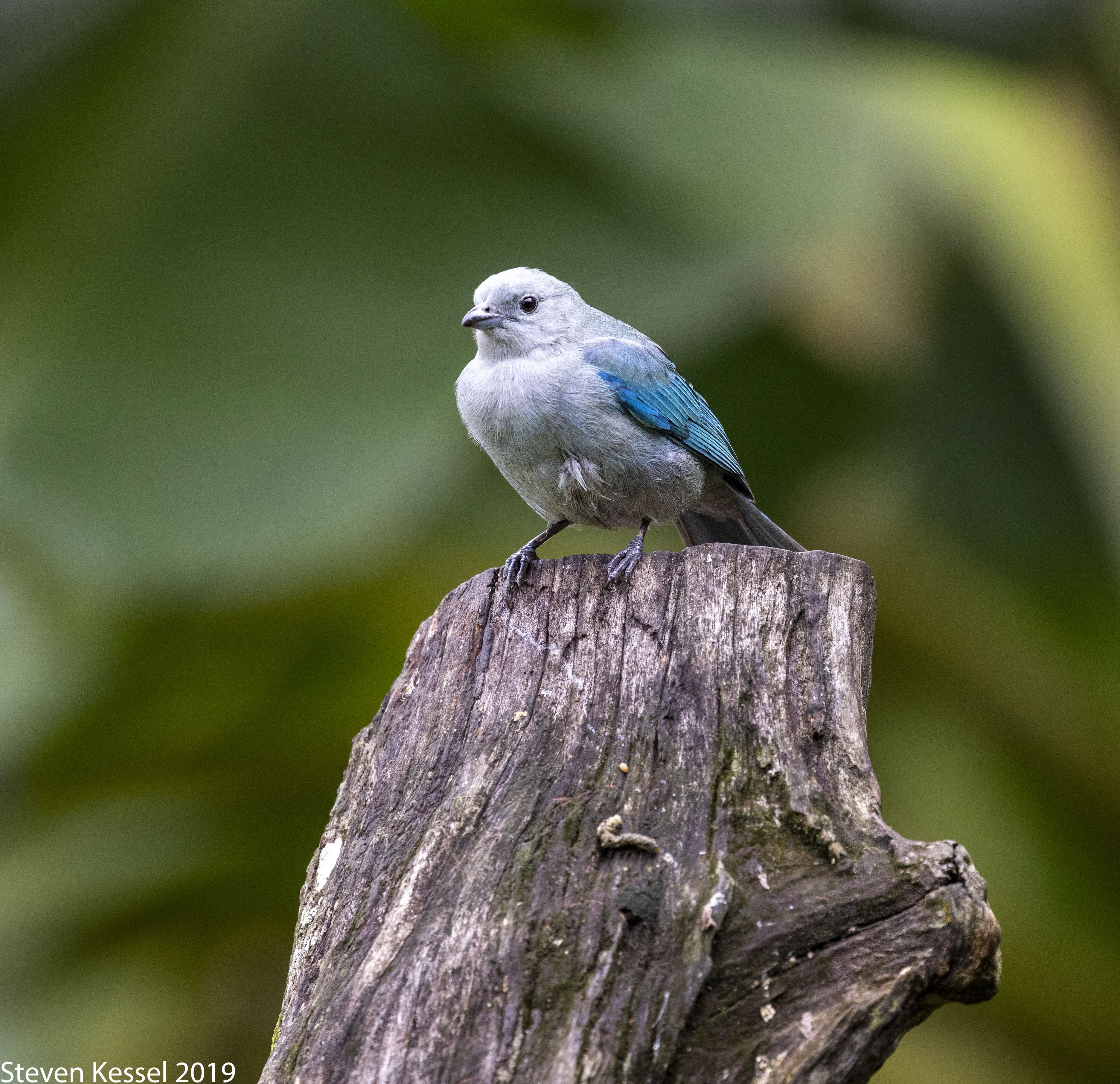 blue gray tanager bird costa rica