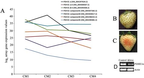 strawberry letters analysis