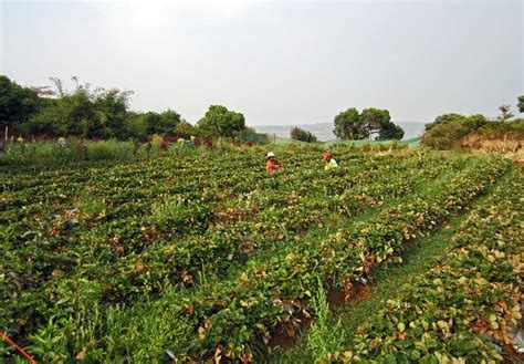strawberry fruit on field